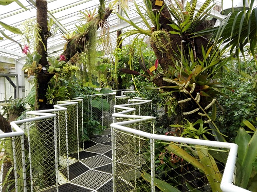 Botanic Garden, pedestrian walkway in the forest canopy in the Plant Palace. Photo Nathalie de Harlez